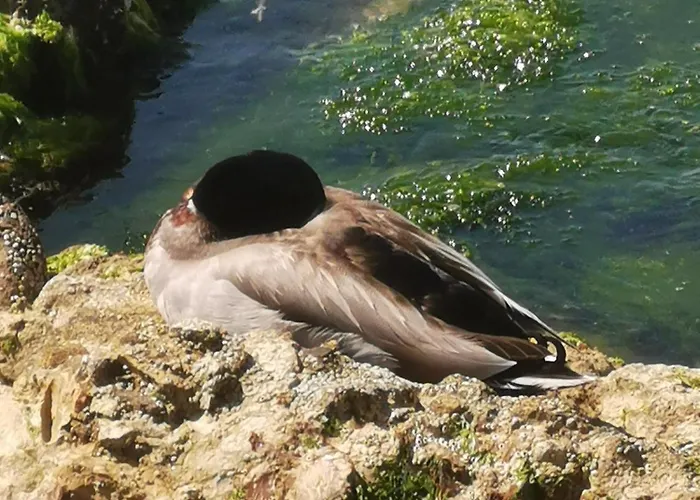 Апартаменты Casa La Noce Васто